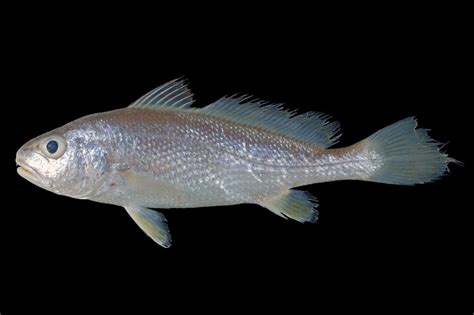 Sciaenidae .